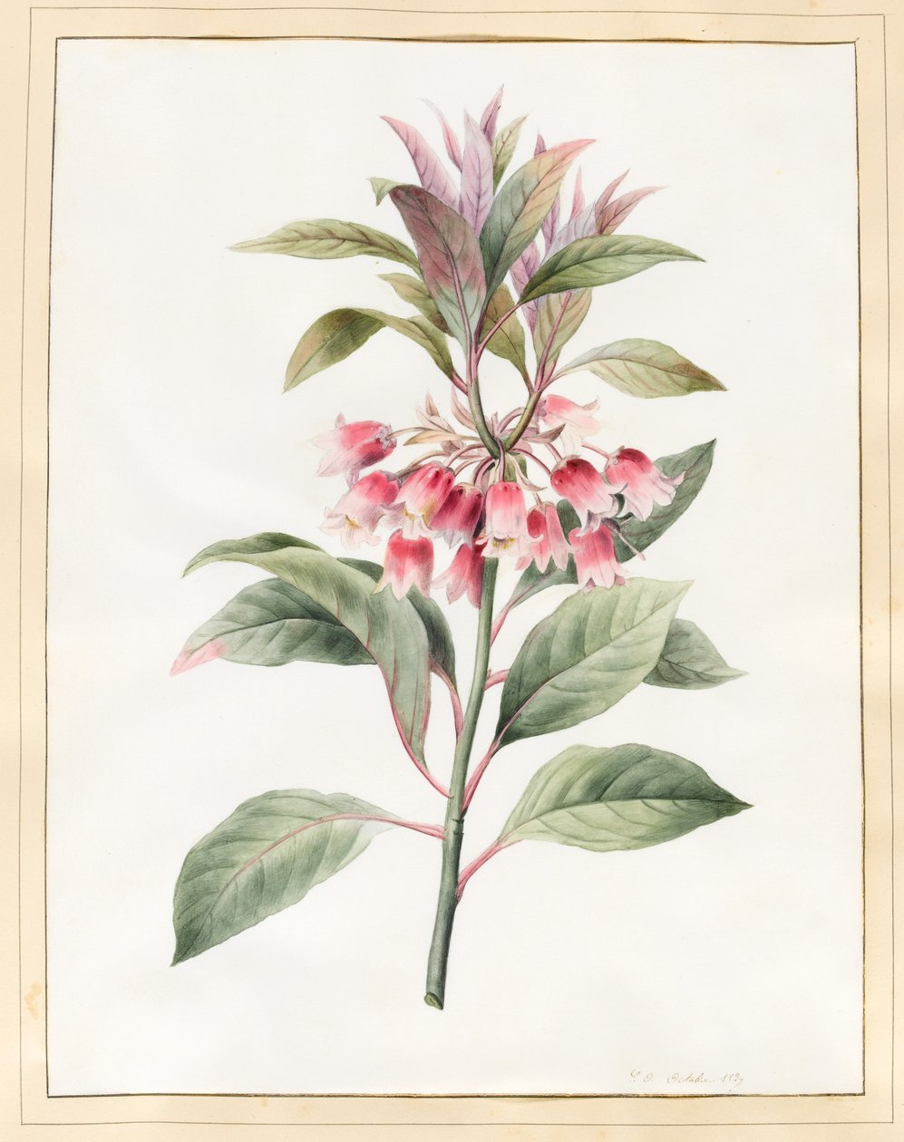 Bez nazwy, 1827 (wc na welinie) autorstwa Louise DOrleans