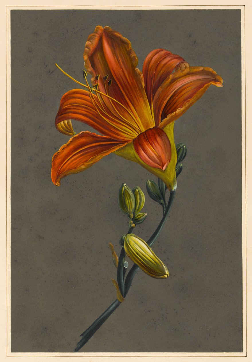 Hemerocallis (Daylily), 1830 (kolor ciała na papierze z przygotowanym podłożem) autorstwa Louise DOrleans