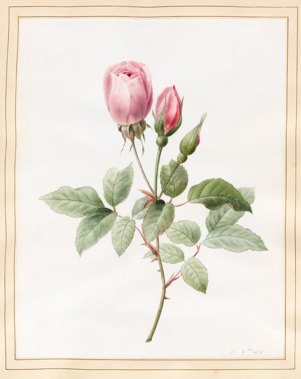 Różowa róża i pąki, 1826 (toaleta z odrobiną koloru nadwozia na welinie) autorstwa Louise DOrleans