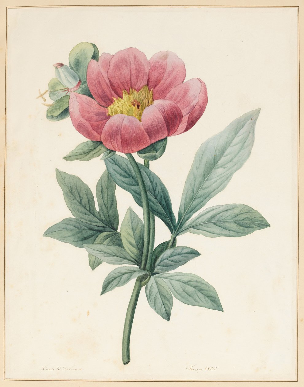 Paeonia Mascula, zielna, 1826 autorstwa Louise DOrleans