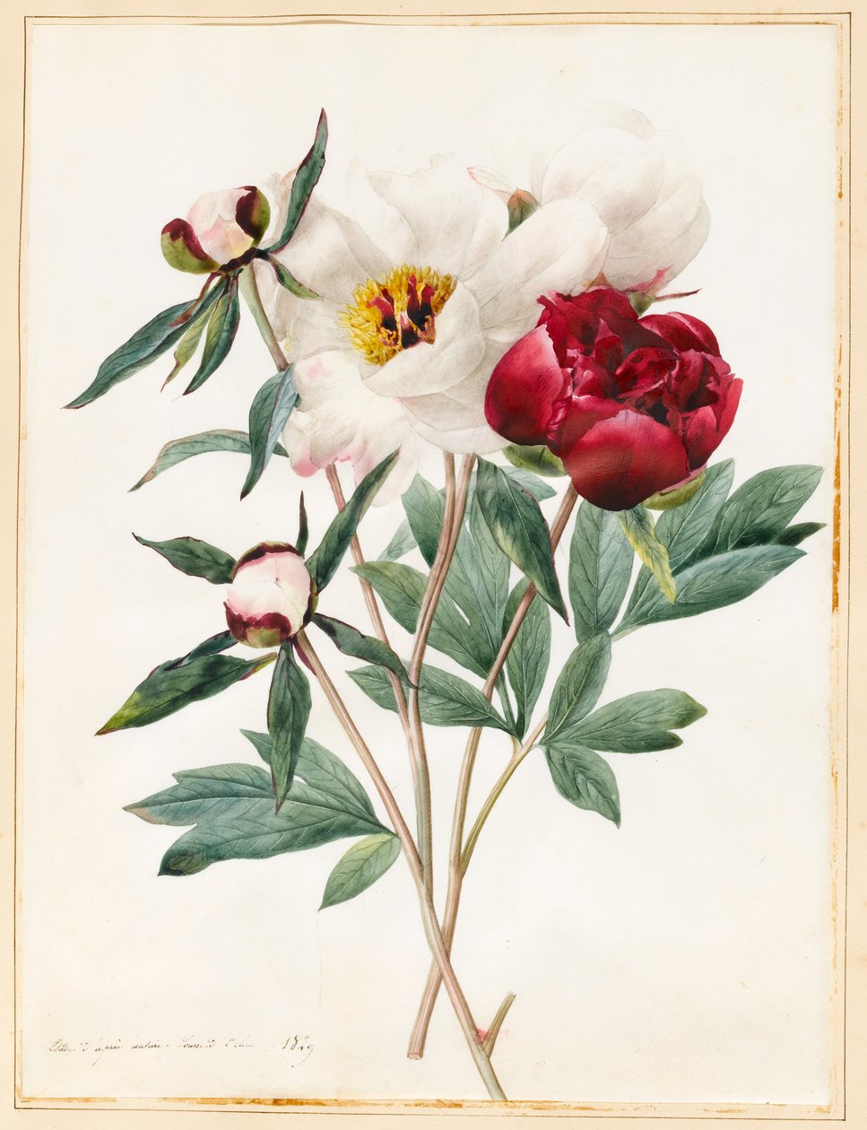 Czerwono-białe piwonie zielne, 1829 (wc z pewnym kolorem ciała na welinie) autorstwa Louise DOrleans