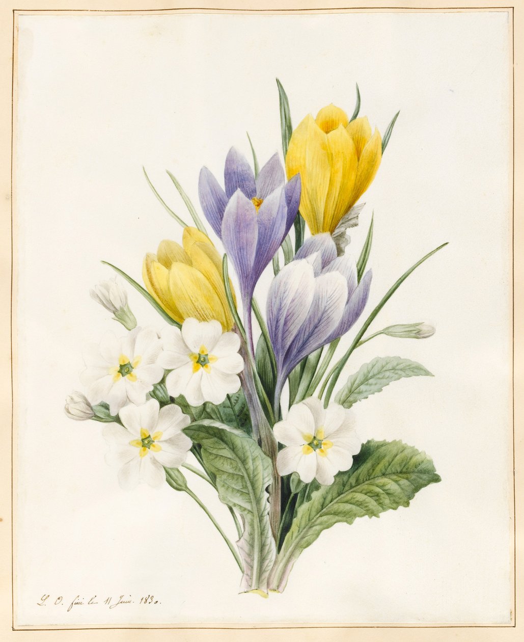 Białe pierwiosnki i wczesne krokusy hybrydowe, 1830 (wc z odrobiną koloru ciała na welinie) autorstwa Louise DOrleans