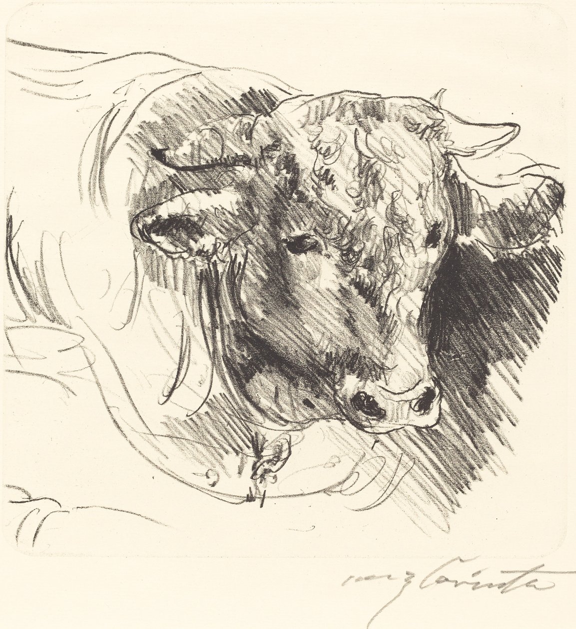 Stierkopf (Kierownik Wołów) autorstwa Lovis Corinth