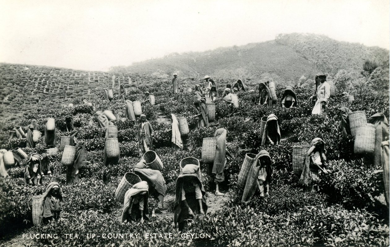 Zrywanie herbaty, posiadłość na wsi, Cejlon, ok. 1900-1930 (zdjęcie czarno-białe) autorstwa Ltd. Ceylon Plâté