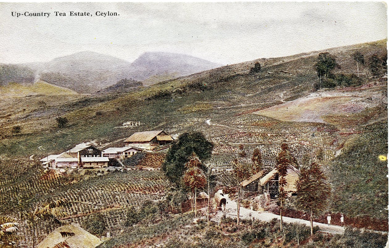 Up-Country Tea Estate, Cejlon, ok. 1900-20 (zdjęcie ręcznie kolorowane) autorstwa Ltd. Ceylon Plâté