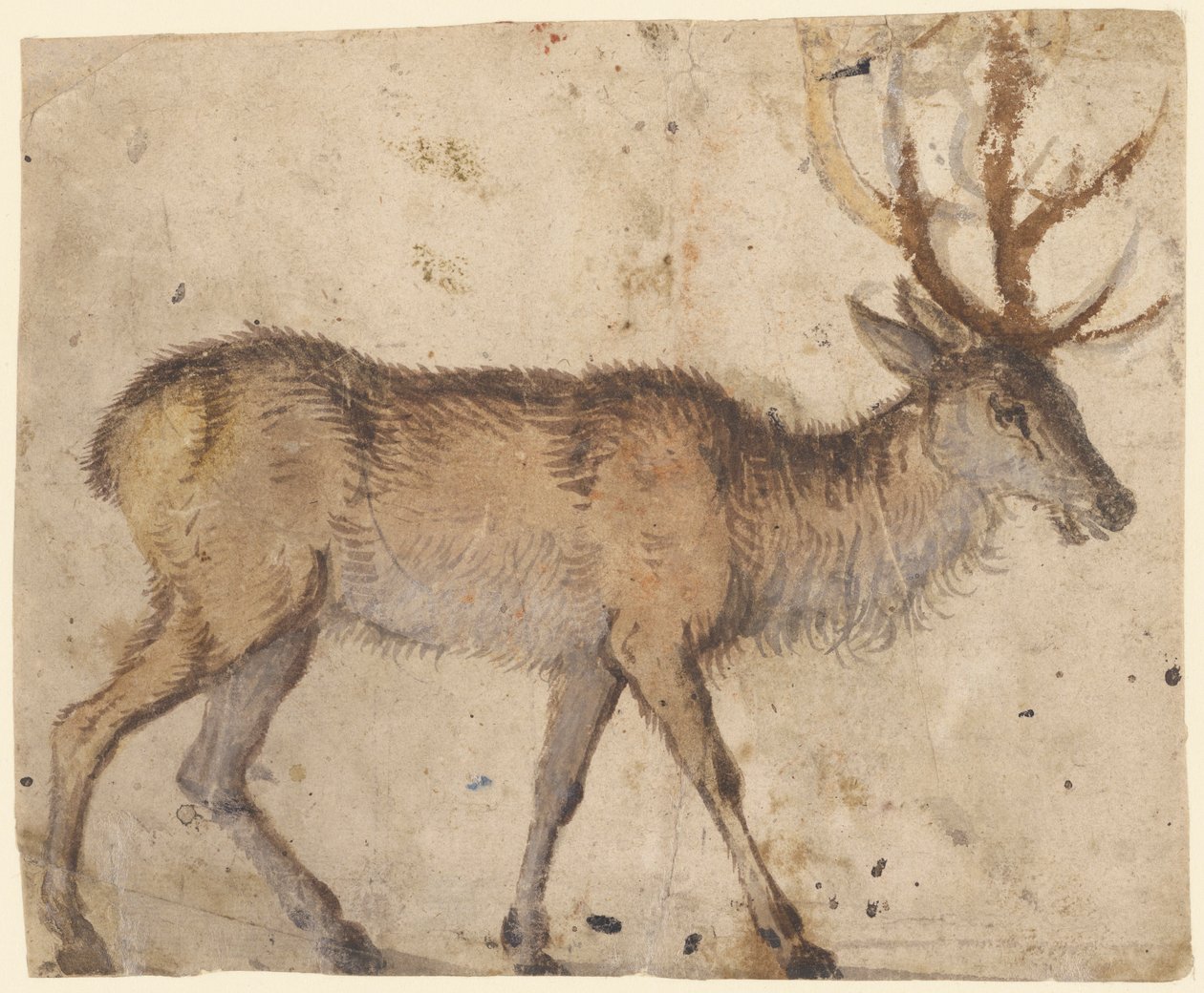 Badanie jelenia autorstwa Lucas Cranach the Elder