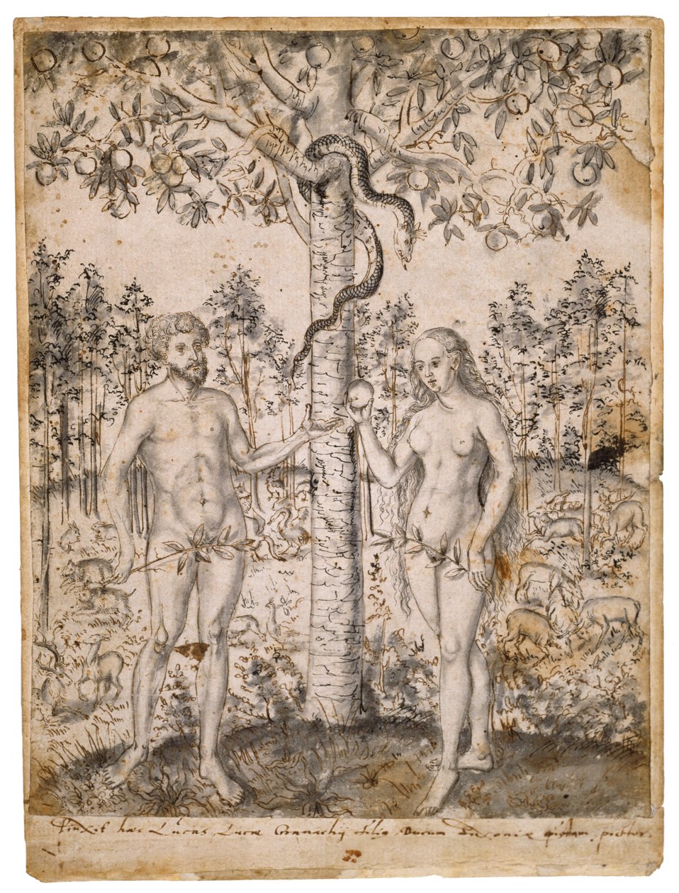 The Fall of Man, po 1549 (pióro, tusz czarno-brązowy, z czarnym washem na papierze czerpanym) autorstwa Lucas Cranach the Elder