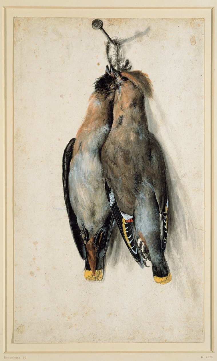 Dwa martwe czeskie jemiołuszki autorstwa Lucas Cranach the Elder