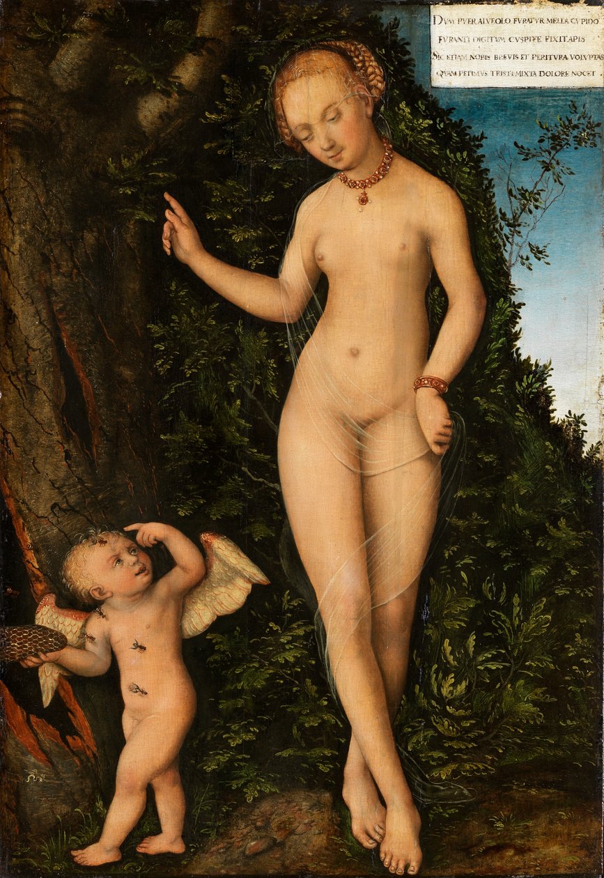 Venus mit Amor als Honigdieb Wenus z Kupidynem złodziejem miodu autorstwa Lucas Cranach the Elder