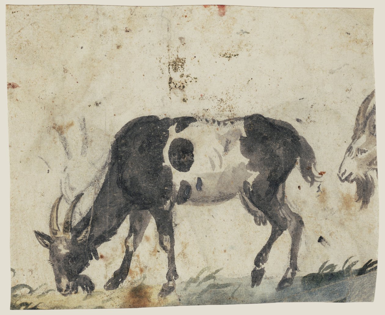 Studium kóz (verso), ok. 1520-30 (pędzel z czarnym, szarym, zielonym praniem i czarną kredą) autorstwa Lucas the Elder Cranach