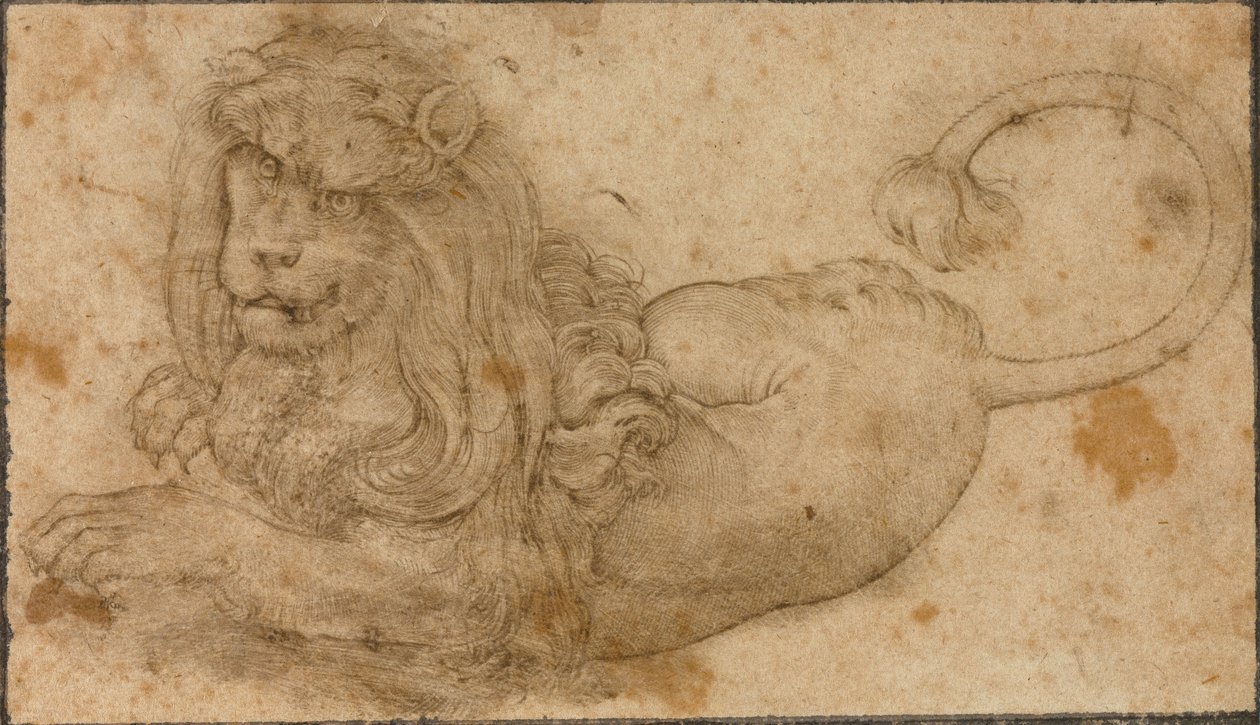 Studium lwa autorstwa Lucas the Elder Cranach