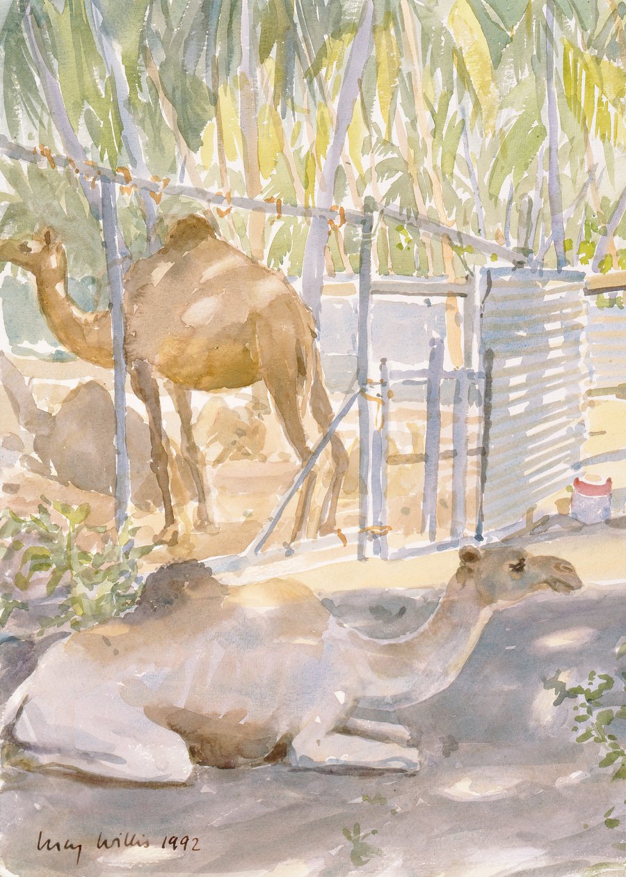 Odpoczywające wielbłądy, Salalah (Oman) 1992 (wc) autorstwa Lucy Willis