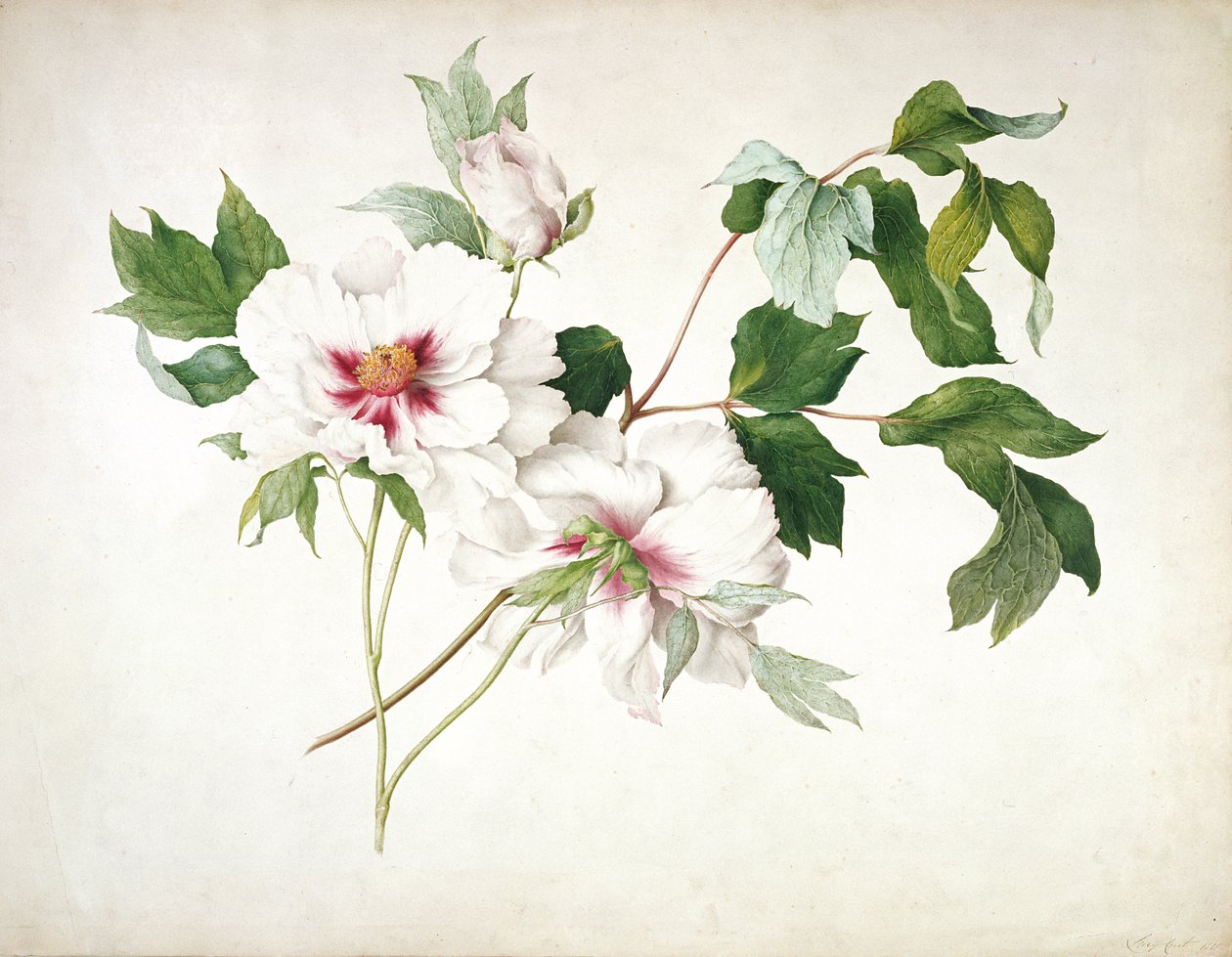 Japońska Piwonia Drzewna (Paeonia suffruticosa), 1815 (wc, gwasz, guma arabska na ołówku na papierze) autorstwa Lucy Cust