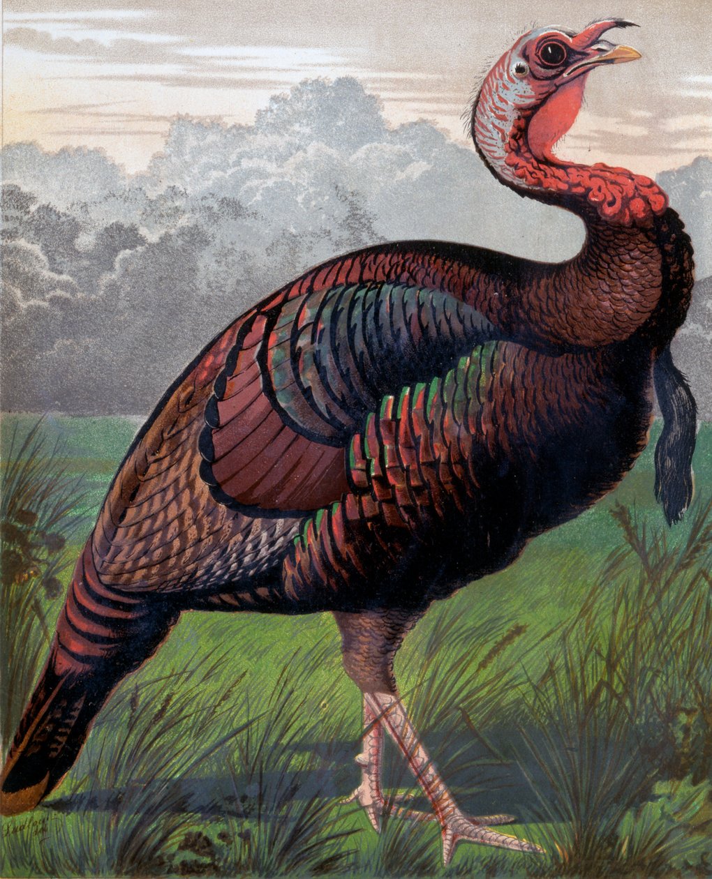 Kogut dzikiego indyka amerykańskiego, ilustracja z Księgi drobiu Cassellsa, wygrawerowana przez Vincenta Brooksa (1814-1885) Day & Son autorstwa Ludlow