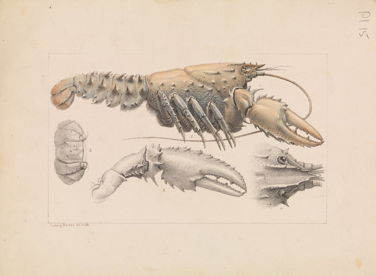 Murray Kolczasty Raki, Euastacus armatus autorstwa Ludwig Becker