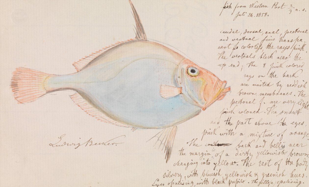 Srebrna Dory, Cyttus australis autorstwa Ludwig Becker