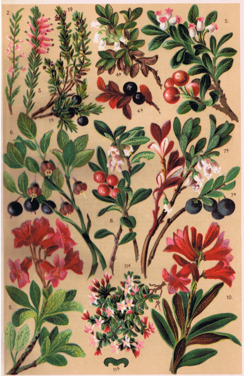 Rośliny alpejskie, ilustracja z „Alpine Flora” profesora C.S. Schrotera, opublikowana w 1921 r. autorstwa Ludwig Schroter