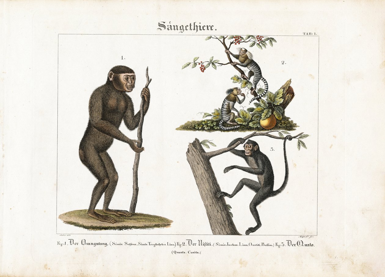 Naczelne: Orangutan, Marmozeta zwyczajna i Małpa pająk autorstwa Ludwig Meyer