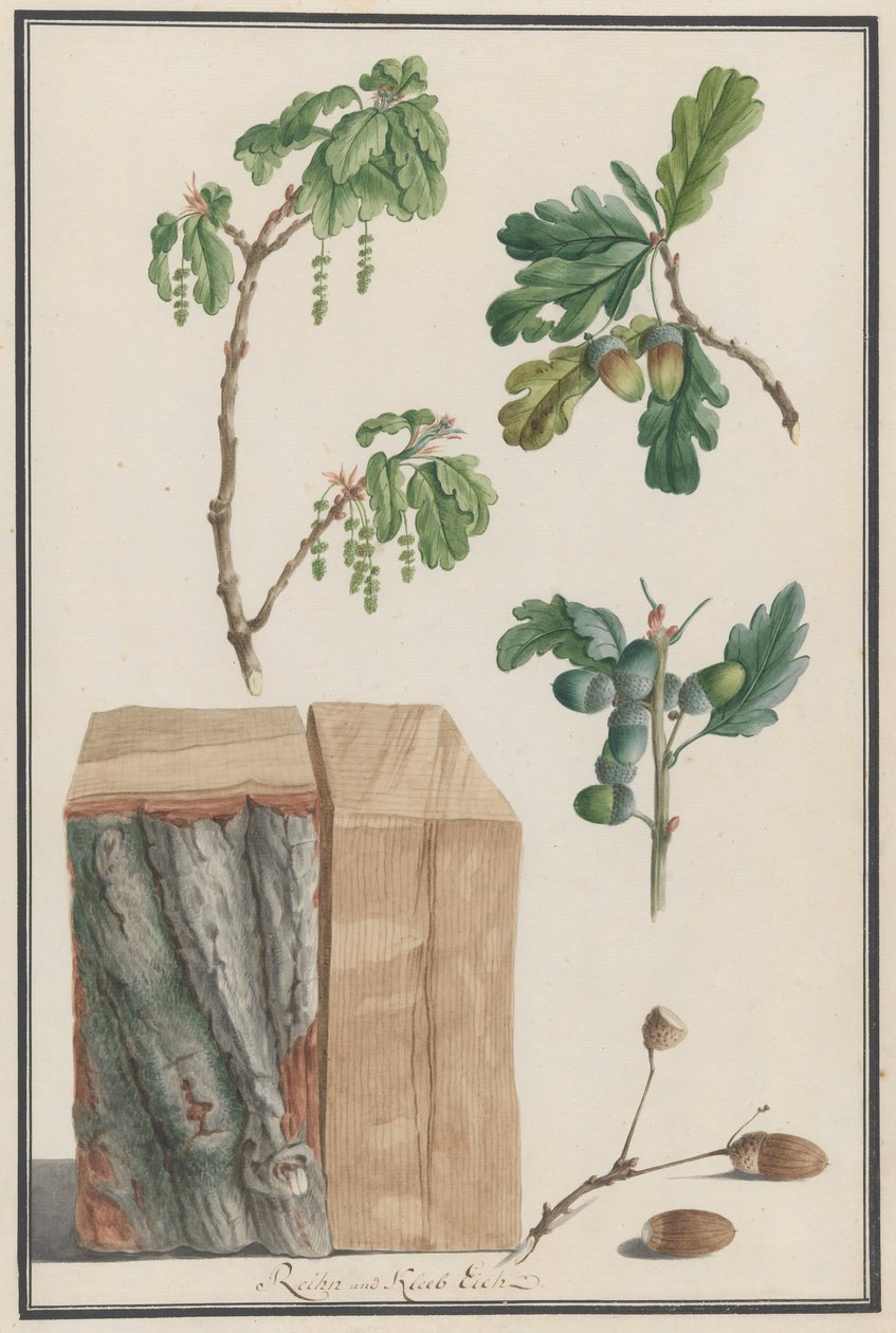 Badania kwiatów, owoców i pnia dębu szypułkowego Quercus robur, 1788. autorstwa Ludwig Pfleger