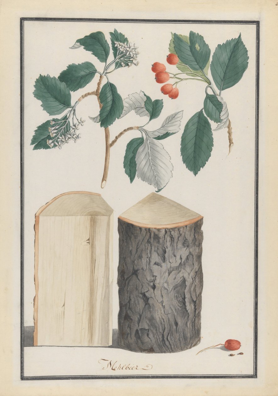 Badania liści, kwiatów, owoców i pnia podrodzaju Sorbus Aria, 1788. autorstwa Ludwig Pfleger