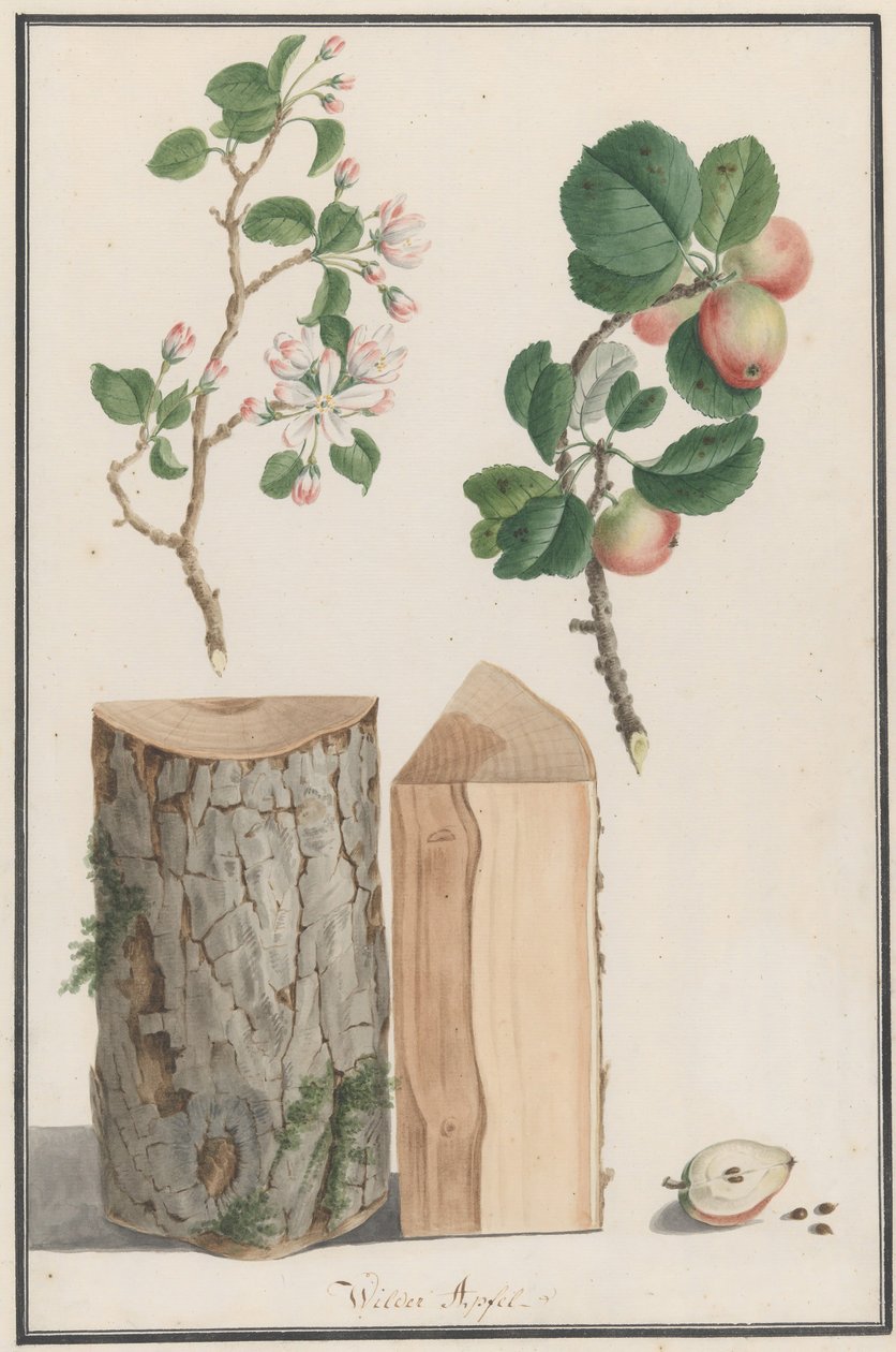 Badania pnia, kwiatów i owoców dzikiej jabłoni Malus sylvestris, 1788. autorstwa Ludwig Pfleger