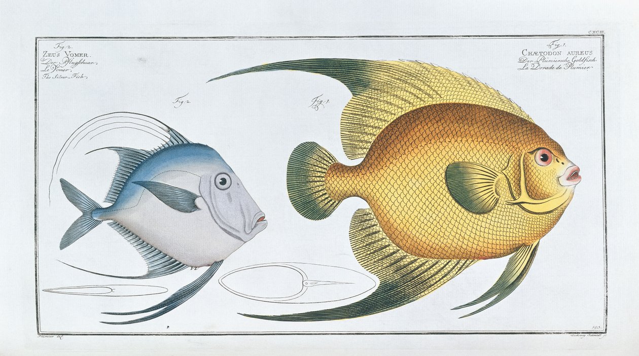 Chaetodon Aureus autorstwa Ludwig Schmidt