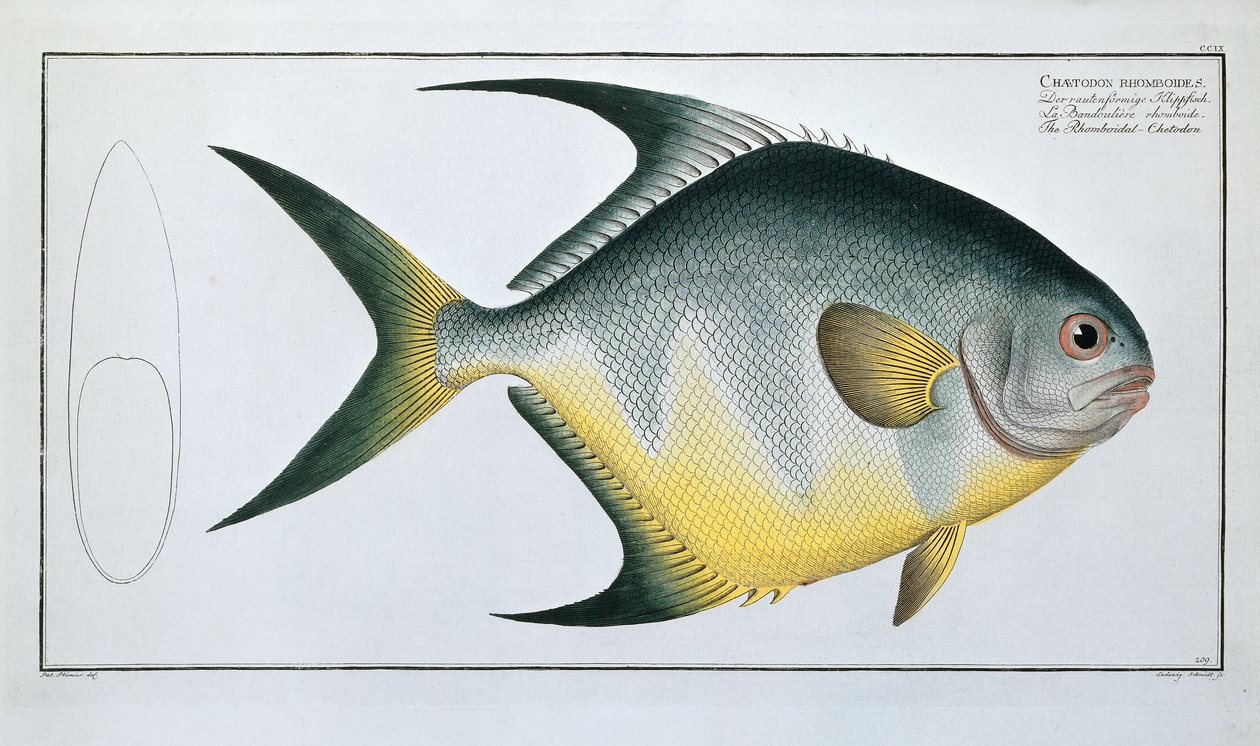 Chetodon romboidalny autorstwa Ludwig Schmidt