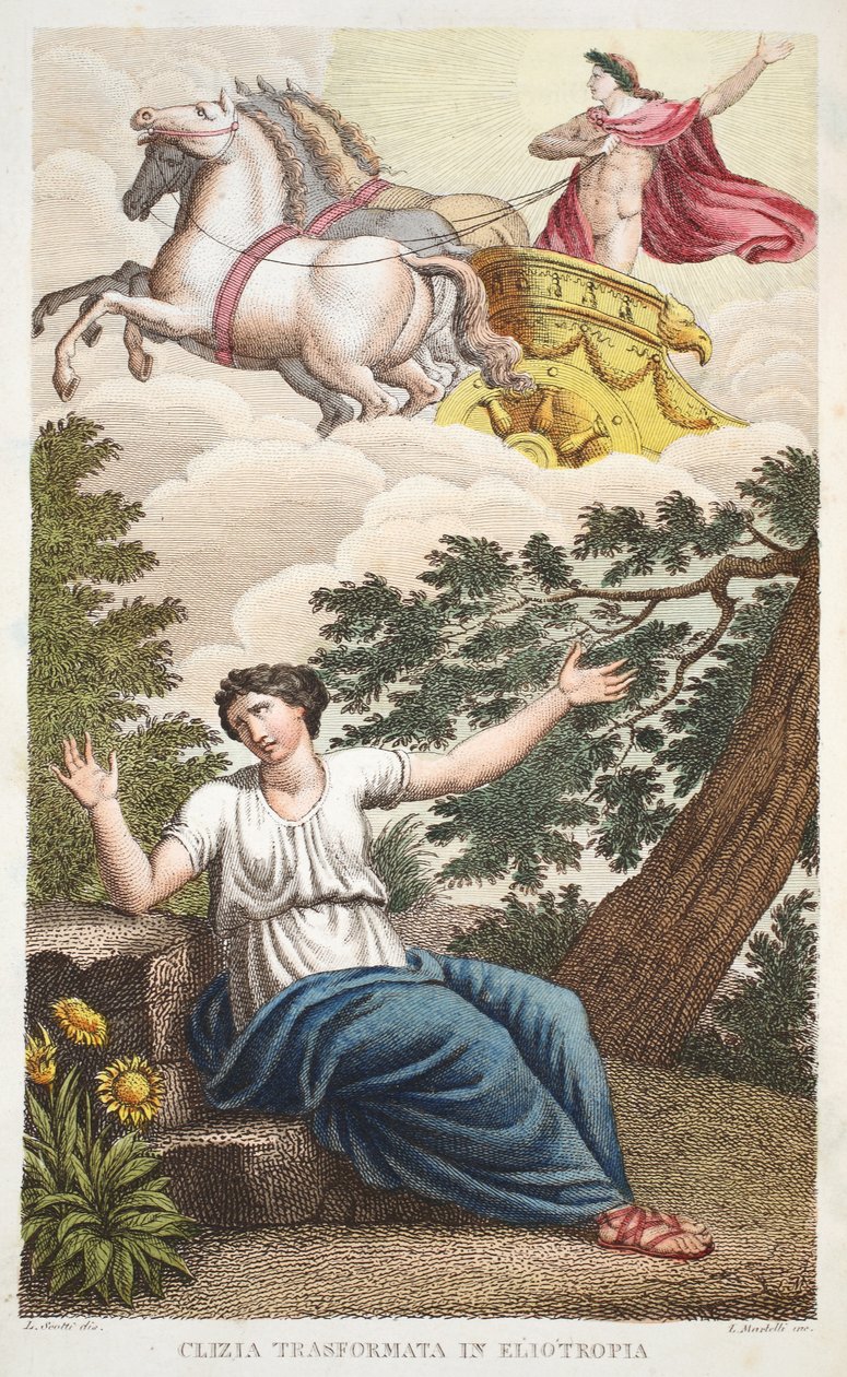 Clytie into a Flower or Clizia Transformata in Eliotropia, Book IV, ilustracja z Metamorfoz Owidiusza, Florencja, 1832 (rycina ręcznie kolorowana) autorstwa Luigi Ademollo