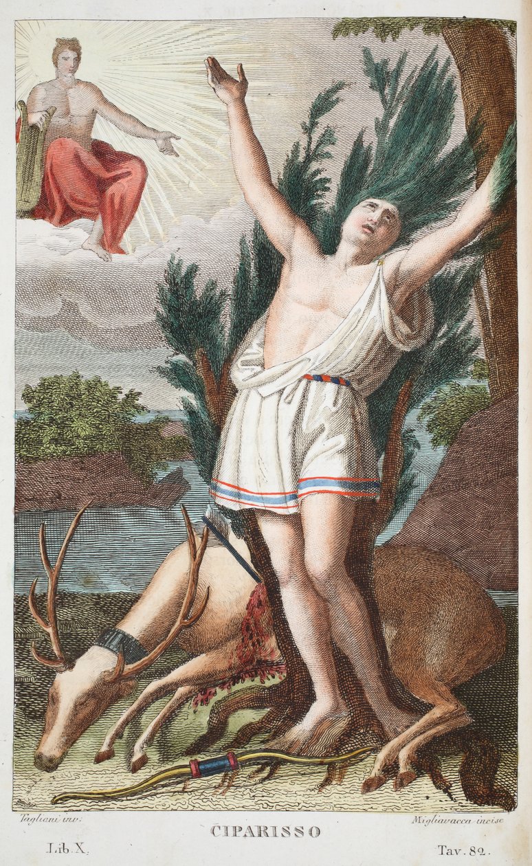 Cyparissus w drzewo lub Ciparisso, księga X, ilustracja z Metamorfoz Owidiusza, Florencja, 1832 (rycina ręcznie kolorowana) autorstwa Luigi Ademollo