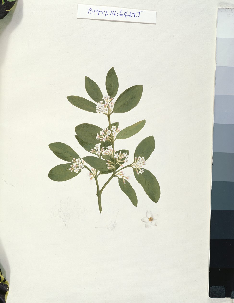Rysunek botaniczny, ilustracja z czterdziestu jeden rysunków botanicznych z notatkami (grafit, wc i bc na papierze) autorstwa Luigi Balugani