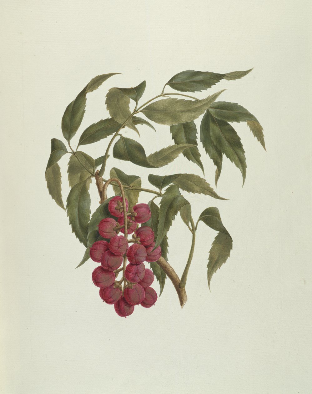 Korsuma (Bersama abyssinica) (toaleta i kolor nadwozia na ołówku na papierze) autorstwa Luigi Balugani