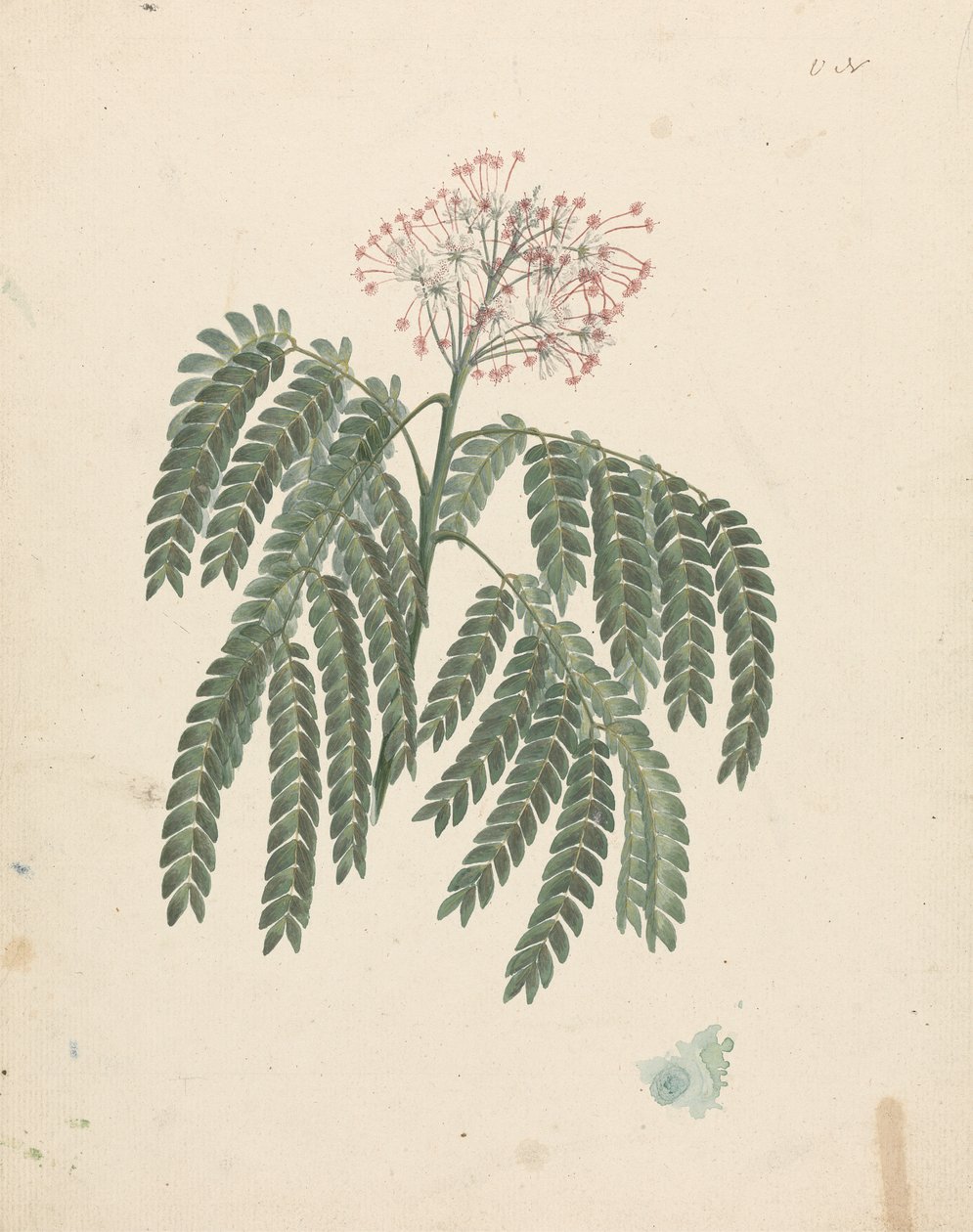 Albizia gummifera (J.F.Gmel.) CA sm. (Gummy Albizia Tree): gotowy rysunek z niewielkimi zmianami w kwitnącej główce autorstwa Luigi Balugani