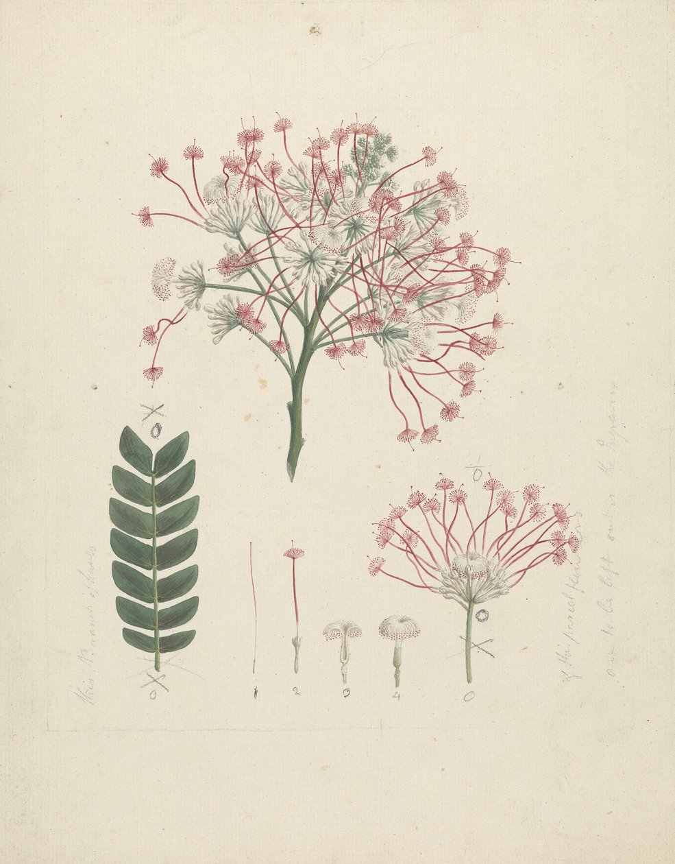 Albizia gummifera (J.F. Gmel.) CA sm. (Gummy Albizia Tree): gotowy rysunek kwitnącej główki pędu, ze szczegółami kwiatostanu, kwiatostanów i liści autorstwa Luigi Balugani