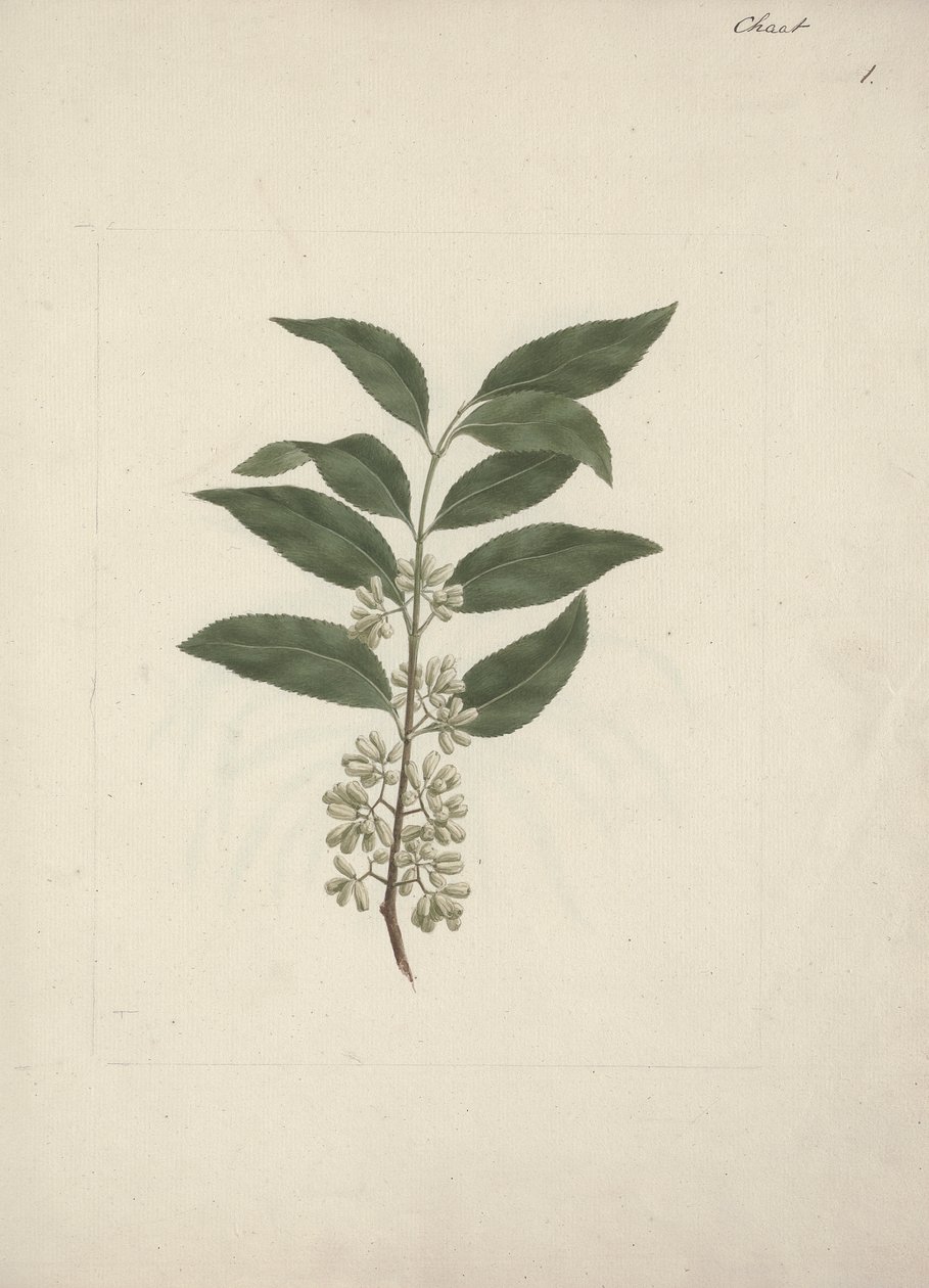 Historia Edulis Forsk. (Khat): Gotowy rysunek autorstwa Luigi Balugani