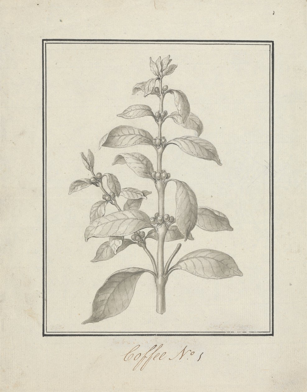 Coffea arabica L. (Kawa arabica): gotowy rysunek pędów liściastych i jagód autorstwa Luigi Balugani