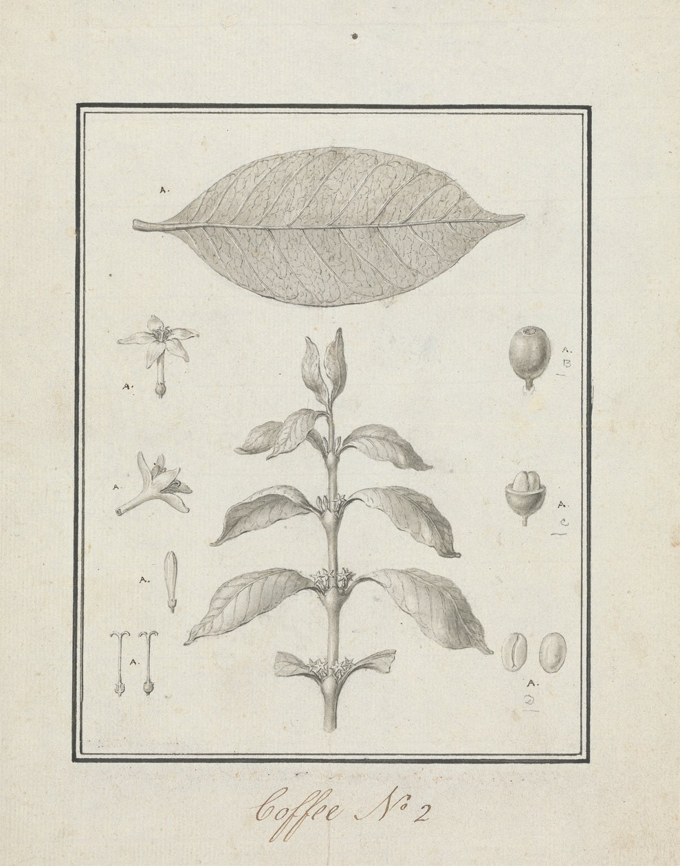 Coffea arabica L. (Café Arábica): desenho finalizado de broto folhoso, com detalhes de flores, folha e polimento de frutas autorstwa Luigi Balugani