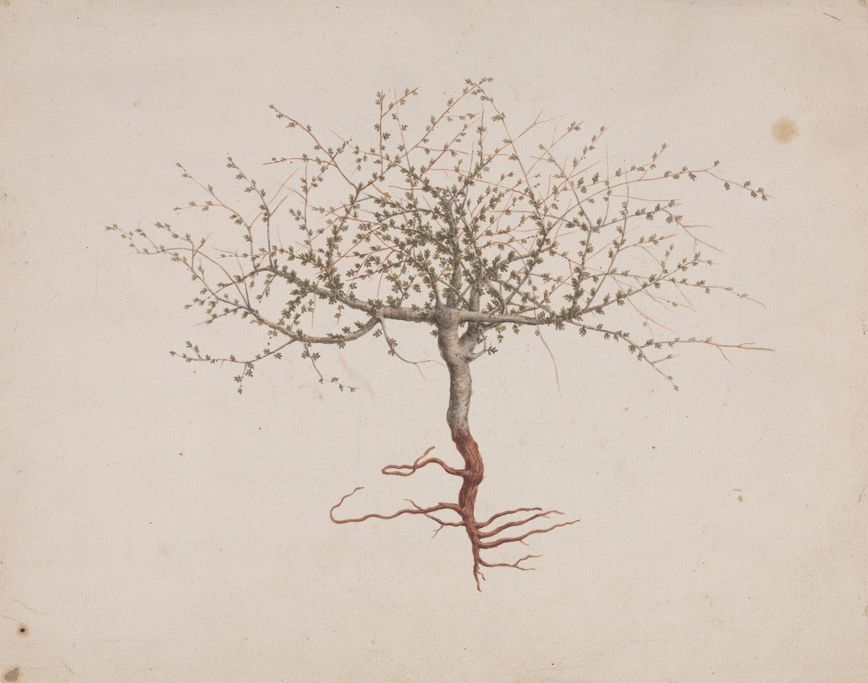 Commiphora gileadensis (L.) C. Chr. (Bálsamo de Gileade, Opobalsam): desenho finalizado se o hábito da árvore (com raízes)polonês autorstwa Luigi Balugani