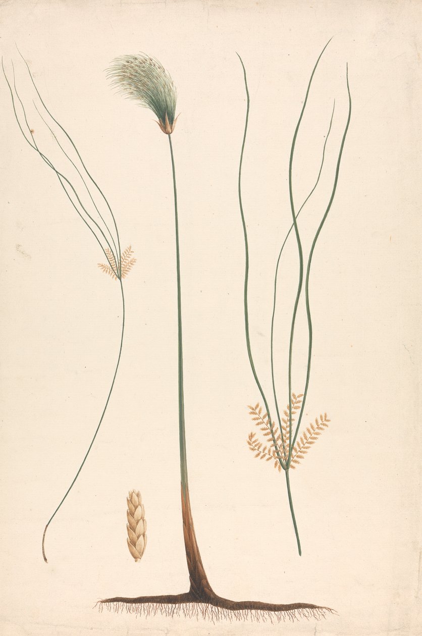 Cyperus papyrus L. (Papyrus Sedge): gotowy rysunek pary i kwitnącej główki, ze szczegółami kwiatostanu po lewej i prawej stronie autorstwa Luigi Balugani