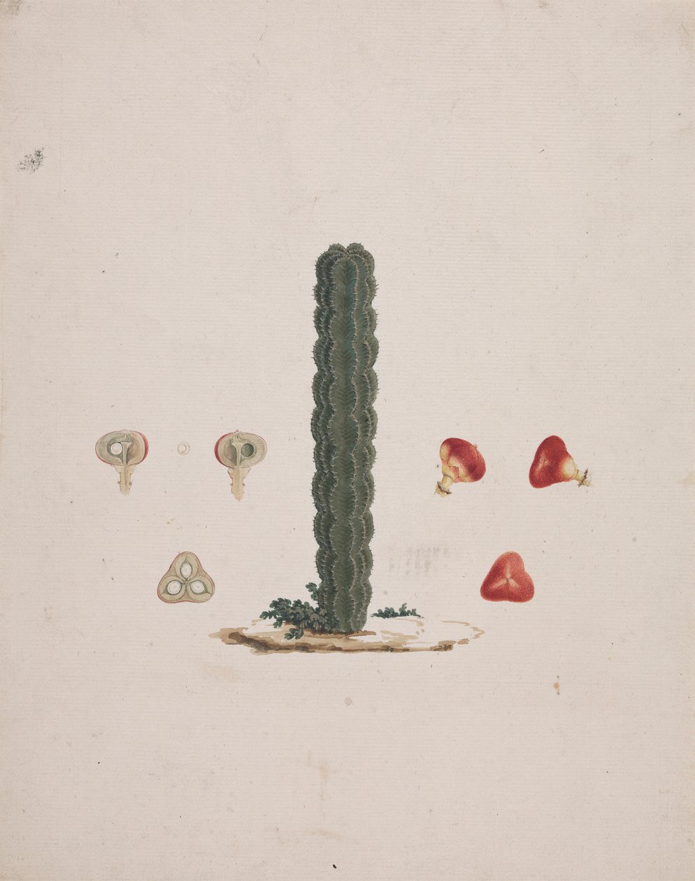 Euphorbia abyssinica J.F. Gmel. (Ethiopian Tree-Spurge): gotowy rysunek pojedynczego pnia, ze szczegółami całych i rozciętych owoców autorstwa Luigi Balugani
