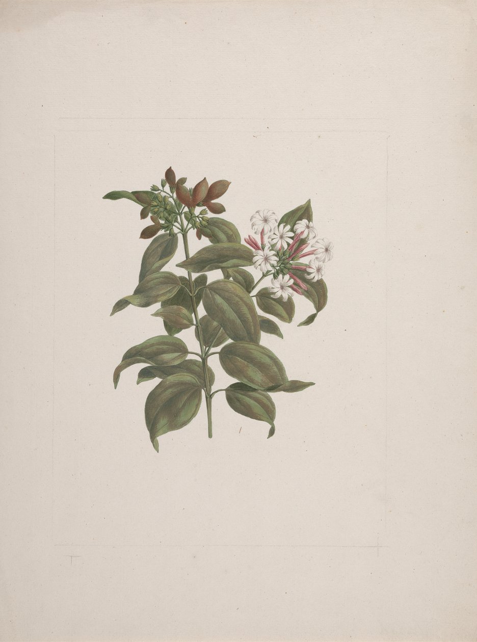 Jasminum dichotomum Vahl (jaśmin afrykański): gotowy rysunek autorstwa Luigi Balugani