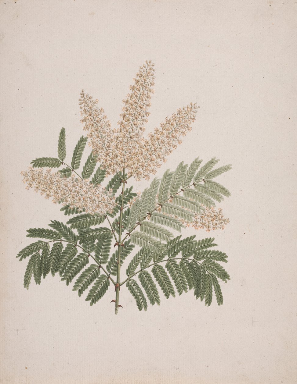 Pterolobium stellatum (Forssk): gotowy rysunek autorstwa Luigi Balugani