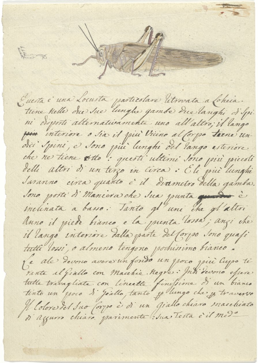 Studium szarańczy, z Miscellaneous Sketches in Wrapper (akwarela i długopis i tusz na papierze) autorstwa Luigi Balugani