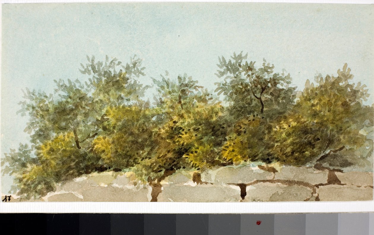Oliwki, Kraj Ligurii (Akwarela, ok. 1825) autorstwa Luigi Garibbo