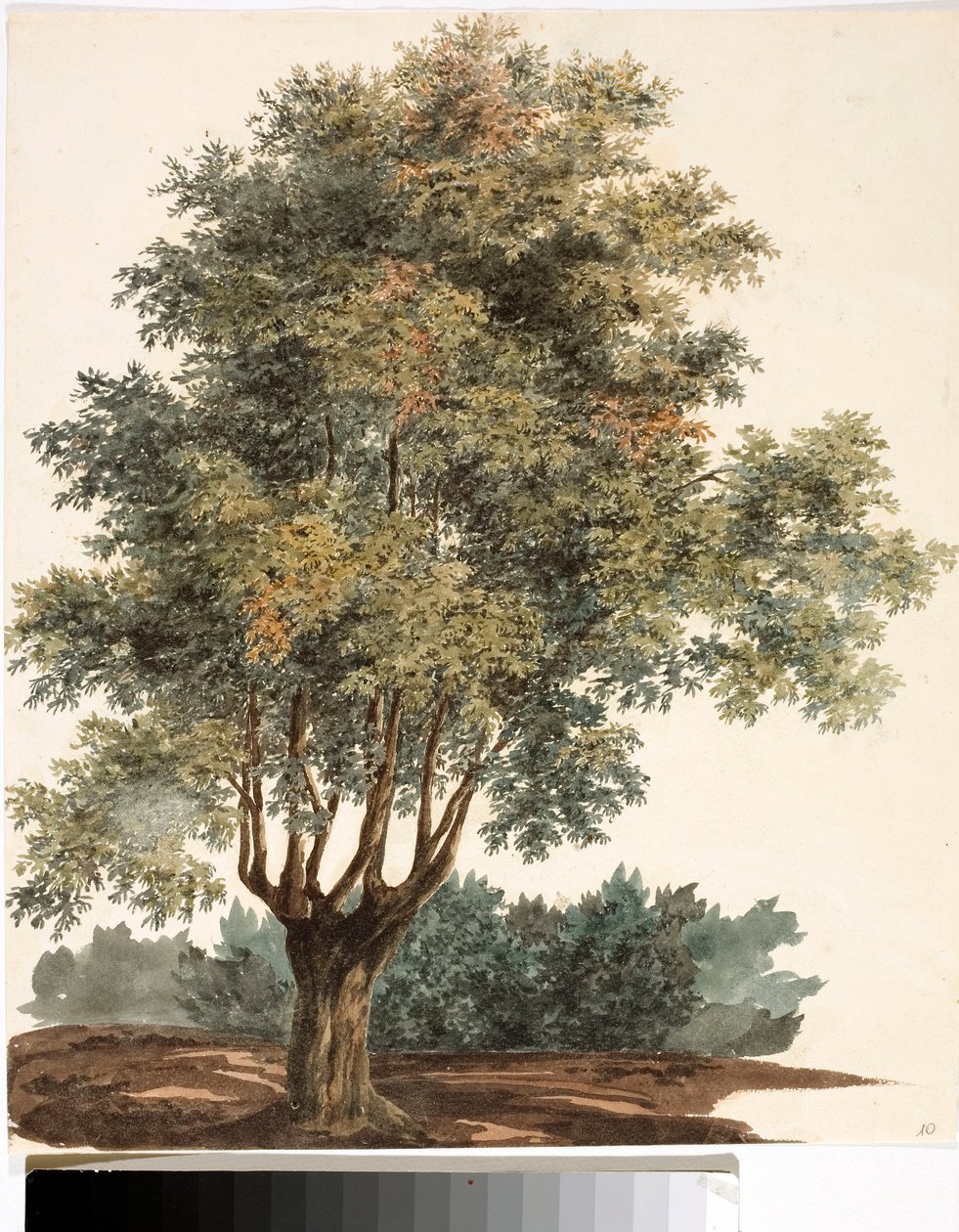 Drzewo (Akwarela, ok. 1825) autorstwa Luigi Garibbo