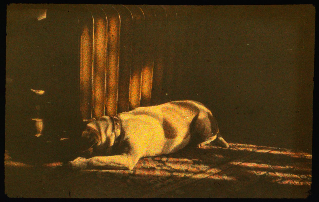 Kolorowe zdjęcie śpiącego psa w świetle słonecznym z Autochrome Lumière i 35mm... autorstwa Luis Marden