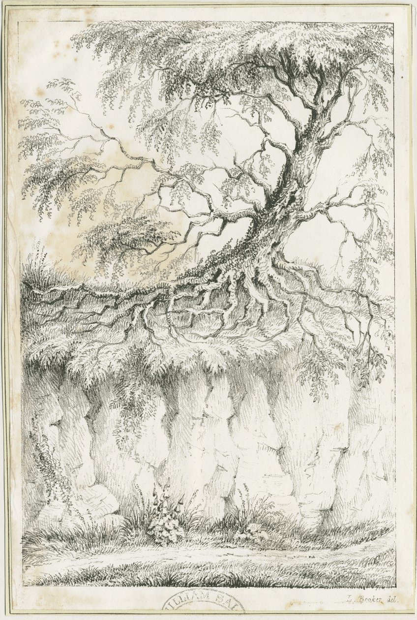 Dudley - Drzewo: litografia, nd [c 1825] (druk) autorstwa Luke Booker