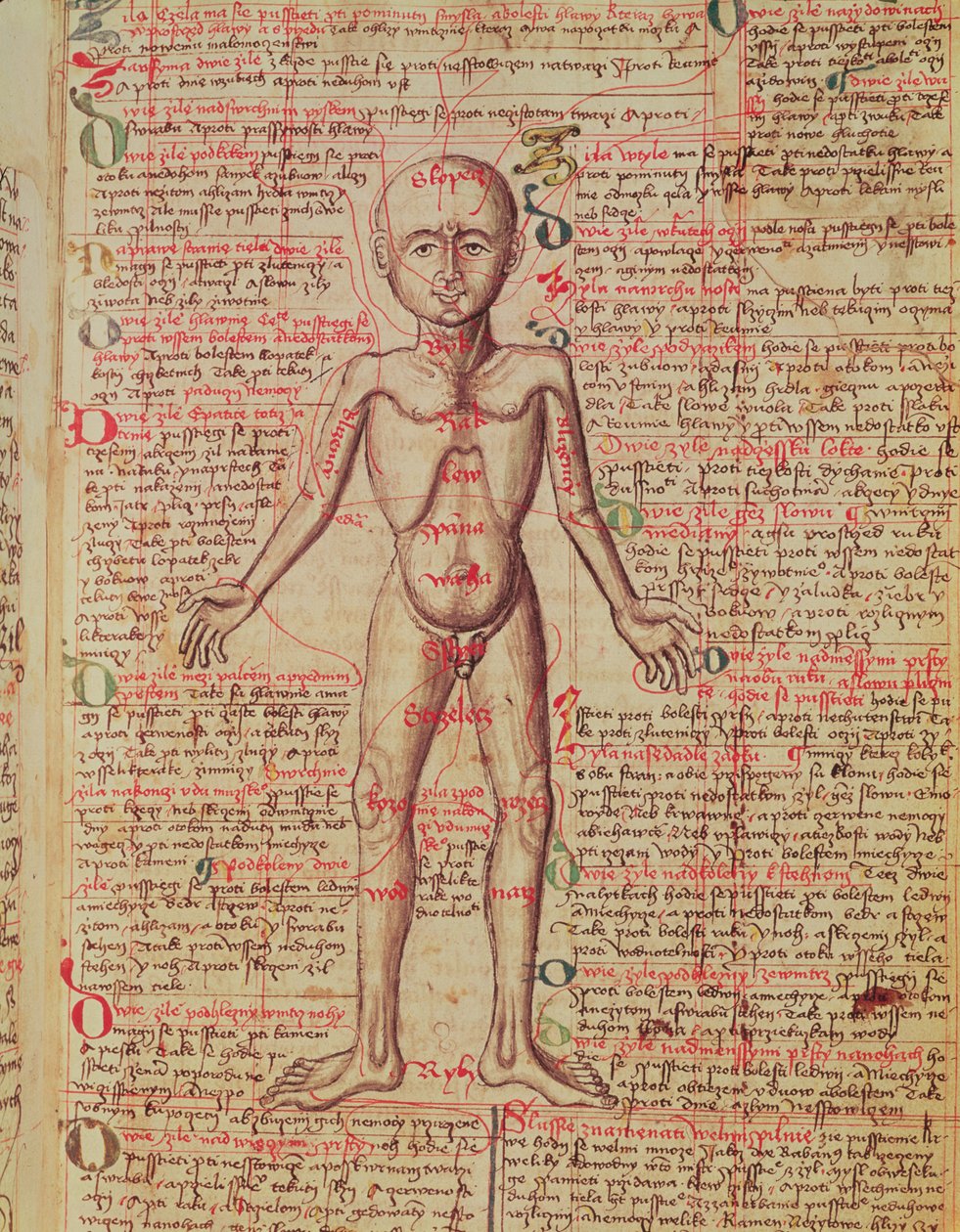 Anatomia ludzkiego ciała z Tractatus de Pestilencia autorstwa M, Albik