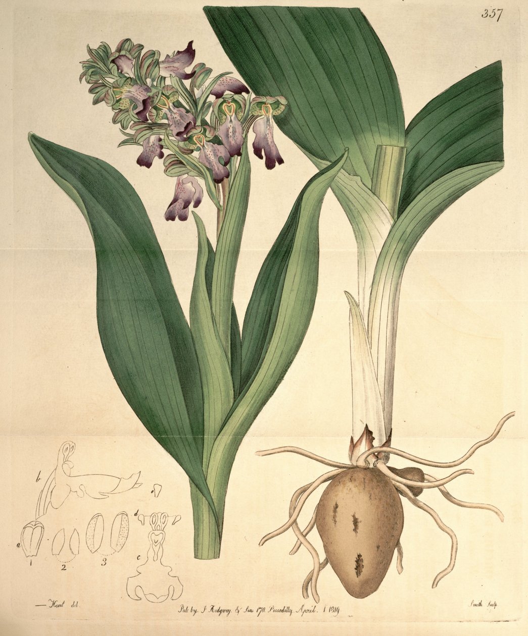 Ilustracja Barlia robertiana (jako syn. Orchis longibracteata Biv.) autorstwa M. Hart