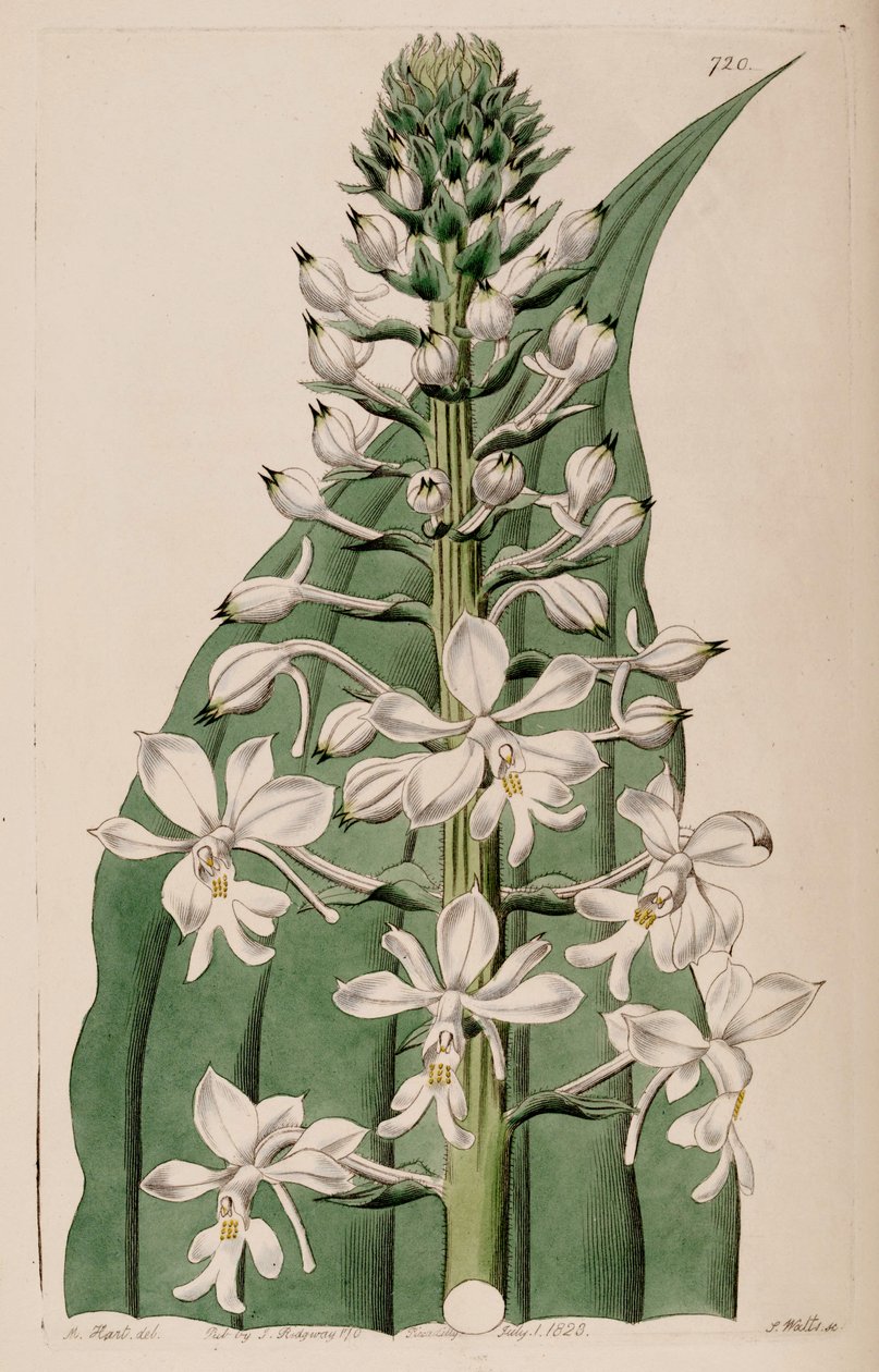 Ilustracja Calanthe triplicata (jako syn. Calanthe veratrifolia) (kwiat) autorstwa M. Hart