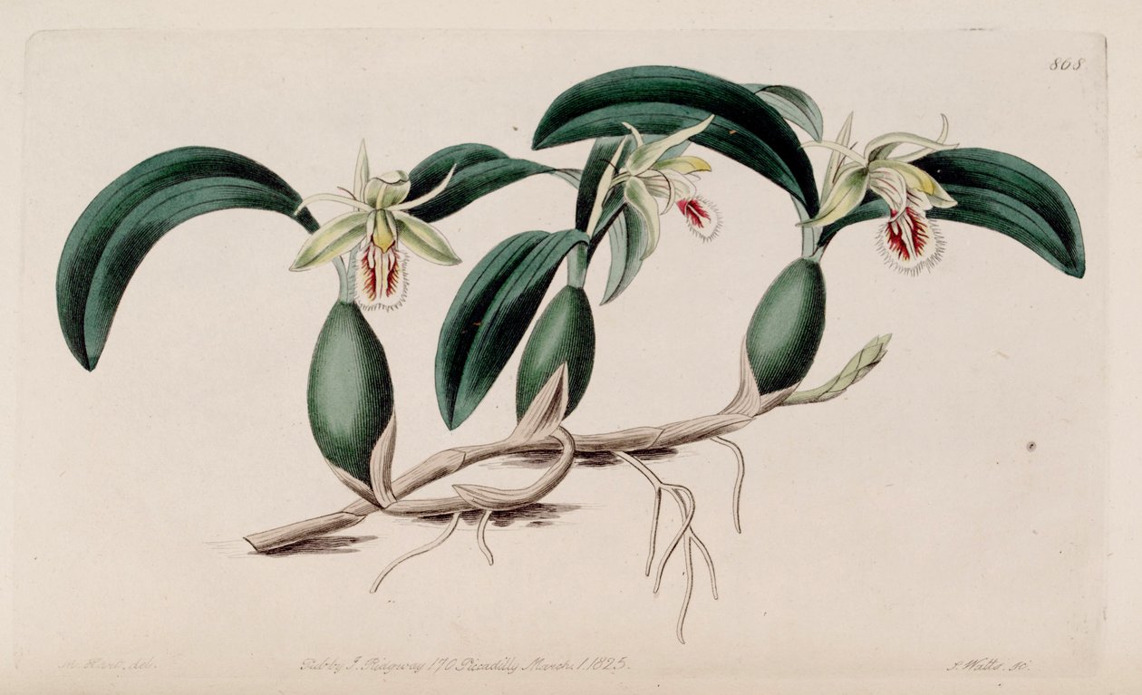Ilustracja Coelogyne fimbriata autorstwa M. Hart